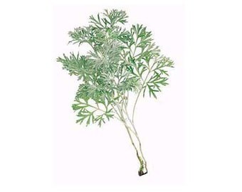 Wormwood seeds (Artemisia Absinthium) Non-GMO, Untreated
