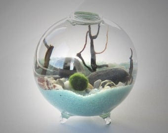 Marimo Terrarium Kit by Midnight Blossom - Miniature footed aquarium with living Japanese moss ball, sand, pebbles, sea shells and sea fan