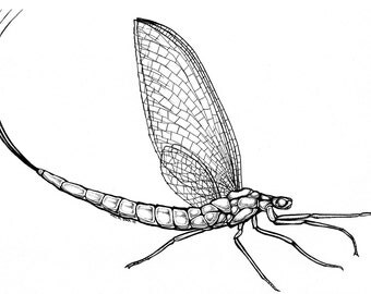 Popular items for fly fishing art on Etsy