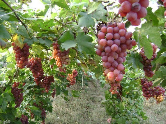 7 Red Concord Grape Seeds-1294