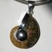 Ammonite Fossil Pendant Silver Plated Setting Rare Iredescent Flash Genuine Gemstone 1 x 1 3/4" Long Take 20% Off Jewelry Sale