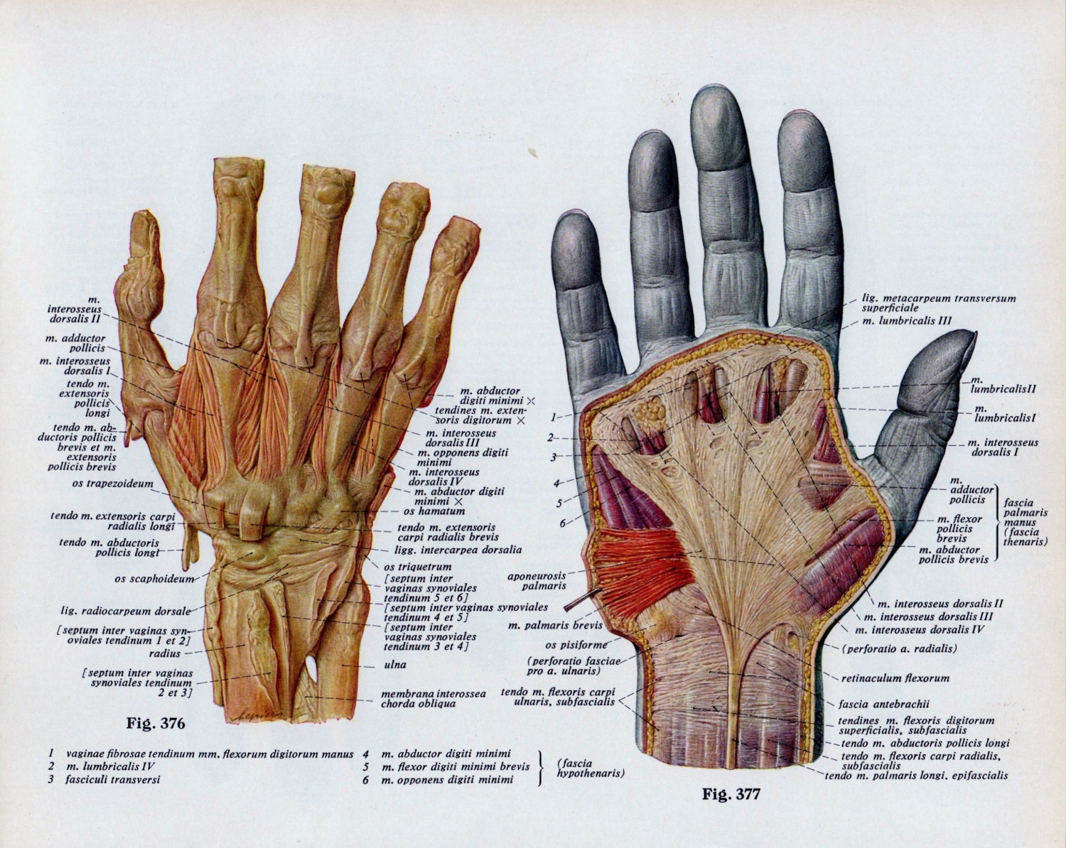 Vintage Medical Page Human Body Diagram Hand By