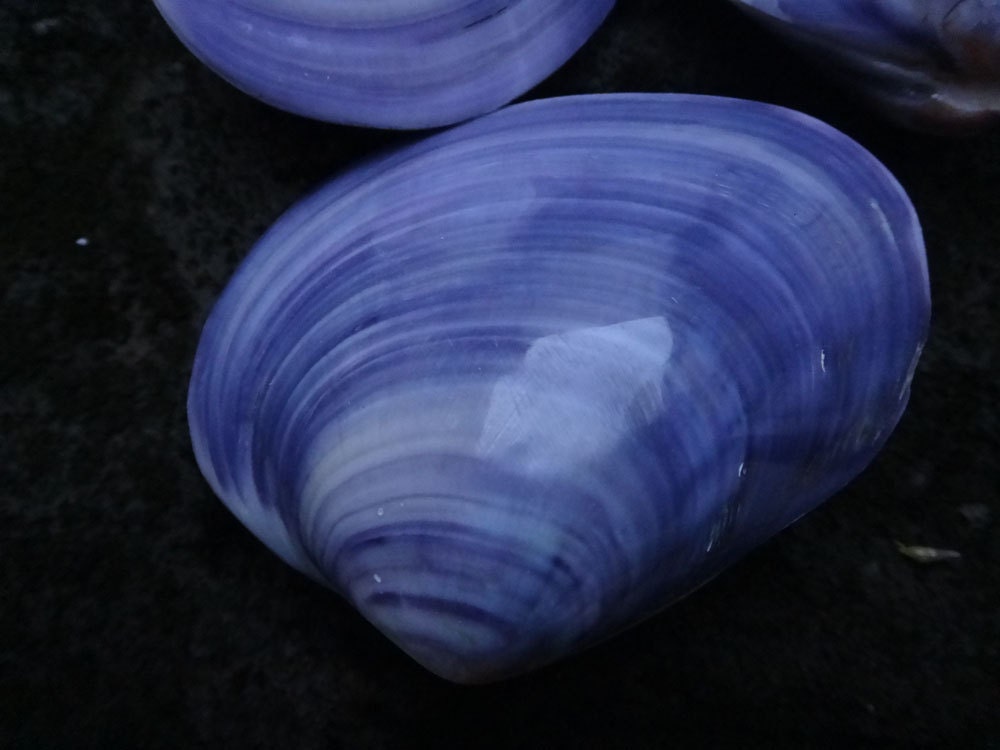 Purple Clam Shell