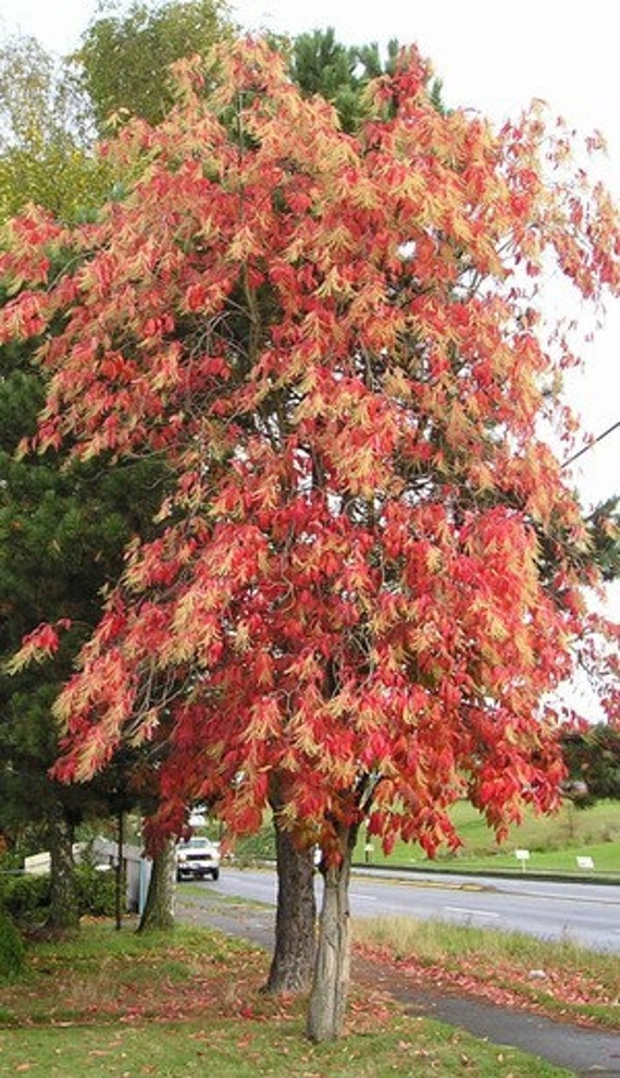 50 Sourwood Tree Seeds Oxydendrum arboreum