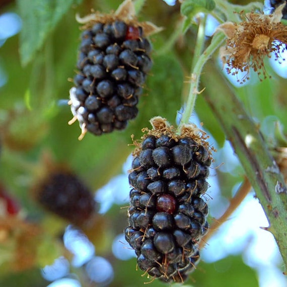 Arapaho Blackberry Plant Thornless Sweet By Freshgardenliving