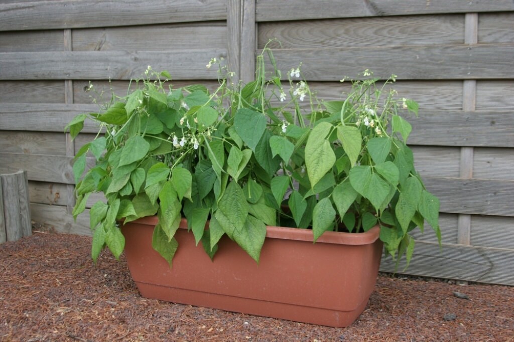 growing dwarf french beans in pots