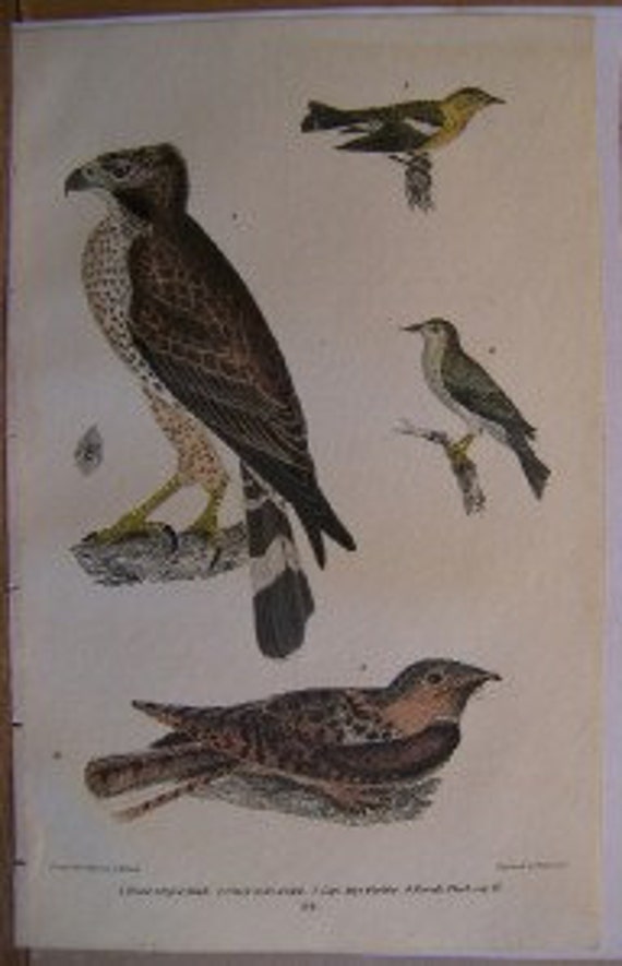 Alexander Wilson H/C Antique Bird Print Hawk Warblers
