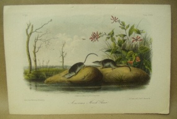 Audubon Antique Print 1854 Quadruped  Octovo American Marsh Shrew Plate 125
