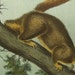 Audubon Quadruped Red Tailed Squirrel 1854 Antique Print Stone Lithograph