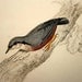 Rare Antique Bird Engraving Print 1800's Jardine Selby Himalayan Nuthatch H/C