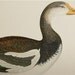 Antique Bird Print 1855 Beverly Morris British Game Birds Spur Winged Goose