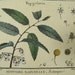 Lamarck Histoire Botanical Engraving Papaya Wild Peach 1700's Antique Print
