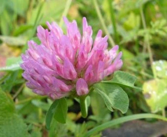 RED CLOVER Flower Trifolium pratense Dried Herb Whole Natural