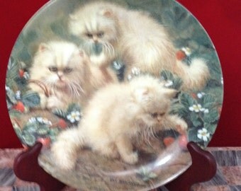 Strawberries and Cream: Cream Persians, by Amy Brackenbury Cat Tales Collection 1988