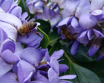 TEXAS MOUNTAIN LAUREL, Sophora secundiflora (Calia secundiflora), Beautiful Small Evergreen, Fragrant Flowering Texas Native Tree, 10 Seeds
