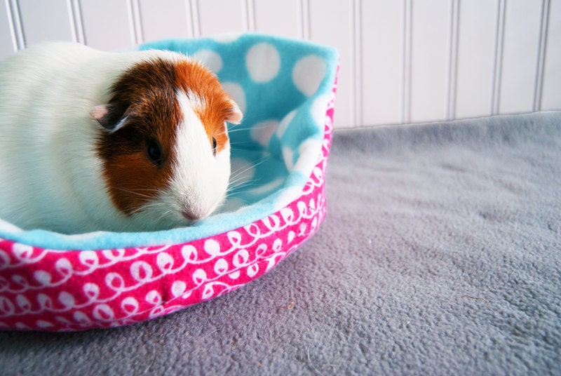 Pink and Blue Polka Dot Guinea Pig Cuddle Cup / Guinea Pig