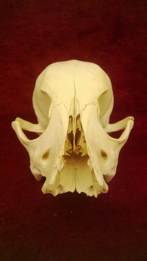 Small Terrier Dog Skull Canine Skulls Obscure Oddities Animal Bone Supply
