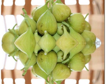 2 x Italian Brooklyn White Fig TREE CUTTING - Honey Flavor and Very Sweet - Fast Growth - 8 - 10 Inch Cuttings