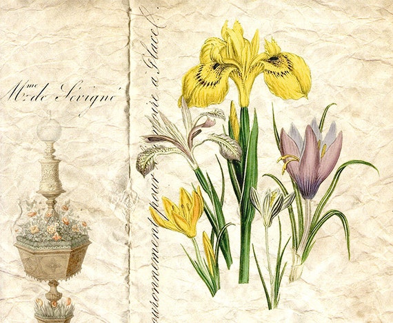 Vintage Botanical Flower Plant - Color Digital Download Flower Floral - Illustration - Antique Botanical Flower Art Print - INSTANT DOWNLOAD