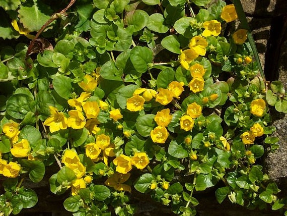 25 CREEPING JENNY Moneywort