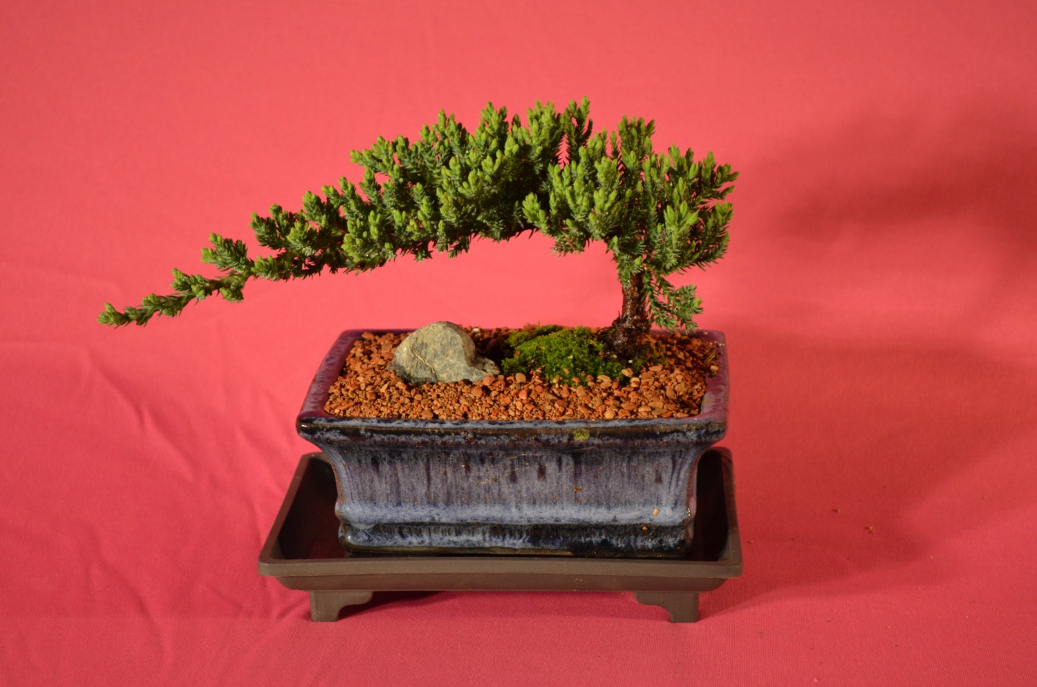 Japanese Juniper Bonsai Traditional Bonsai