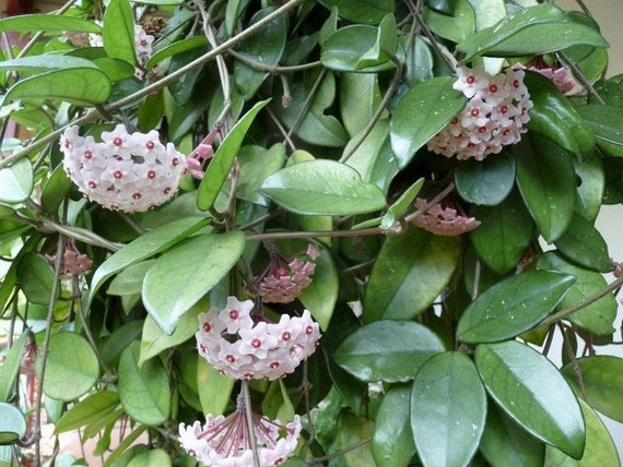 Hoya Carnosa Unusual & Unique Wax Live Plant Indoor Outdoor