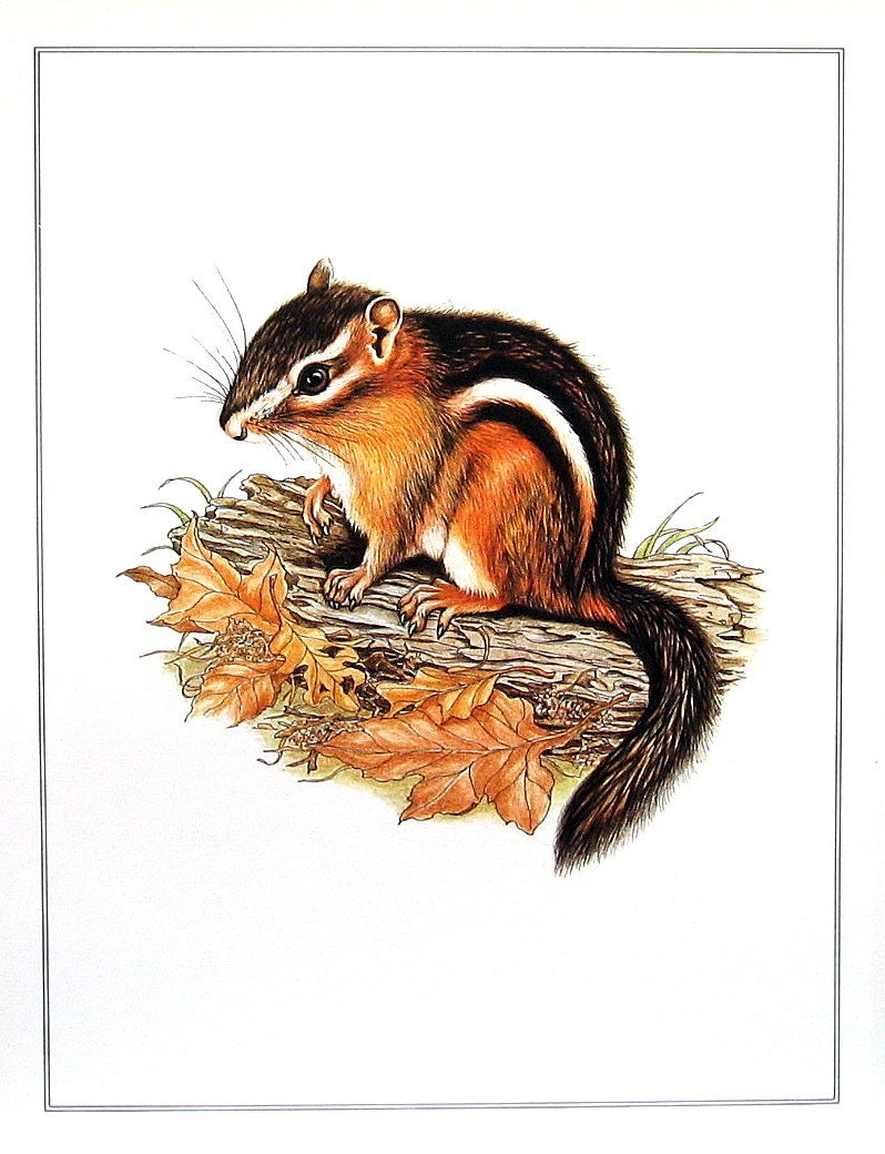 Eastern Chipmunk Animal Print 1982 Vintage Book Page 7 5