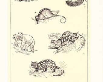 1903 Animal Print - Phalangers - Vintage Antique Home Decor Book Plate Art Illustration for Framing 100 Years Old