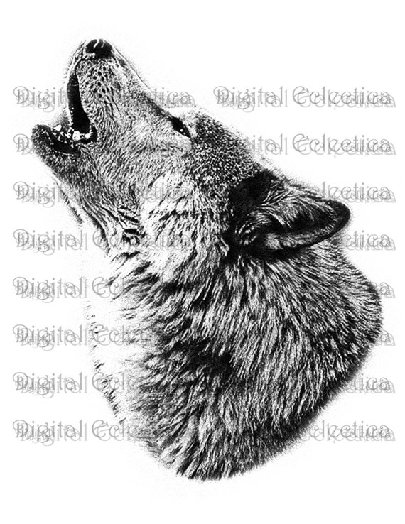 Wolf Howling. Wolf PNG. Animal PNG. Wolf Prints. Wolf Image.