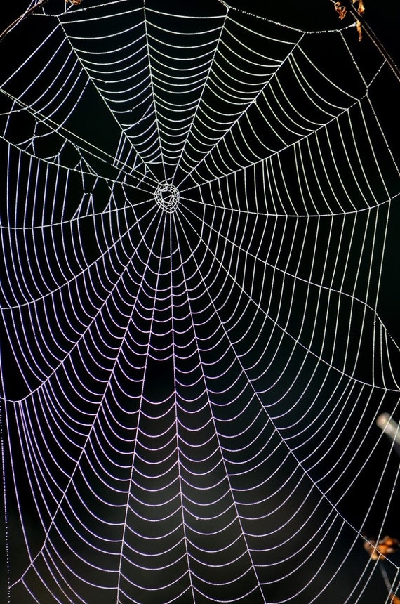 Items similar to Large spider web ,black background photo digital ...