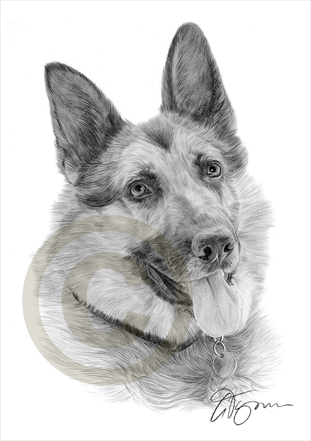 Dog Alsation German Shepherd Pencil Drawing Print A4 Size.