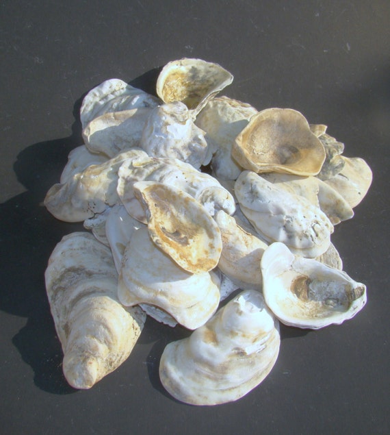 Large BULK Craft quality Oyster shells for crafting home
