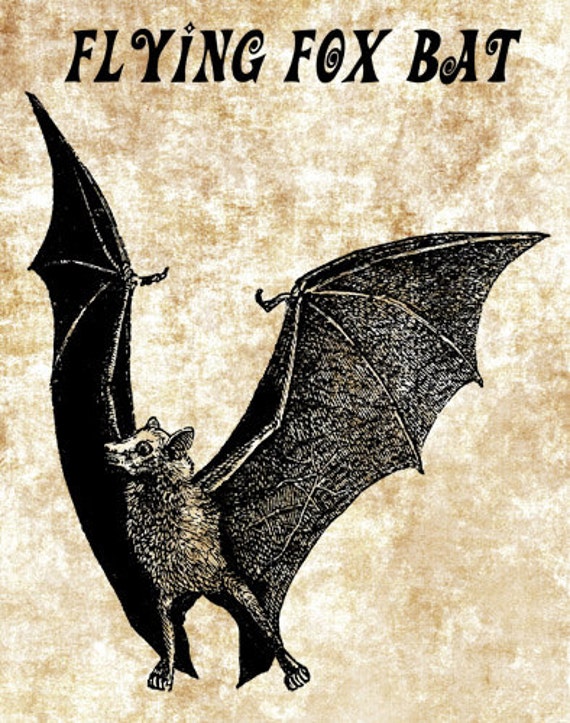 flying fox bat png clip art Digital image by DigitalGraphicsShop