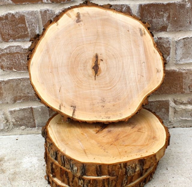 Wood Slice Tree Cut Stump ELM 10 11 diameter by tricia16designs