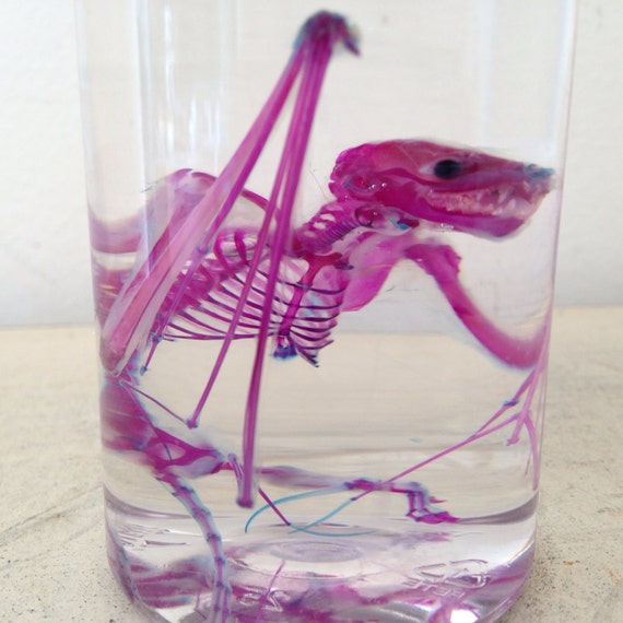 Diaphonized BAT Wet Specimen Preserved Diaphonization