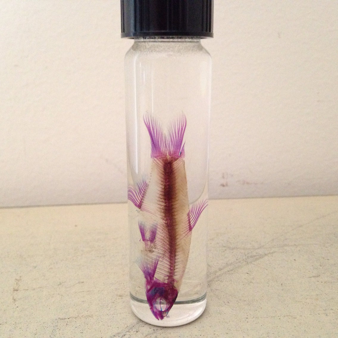 Diaphonized Fish Wet Specimen Preserved Diaphonization