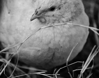 Popular items for hatching eggs on Etsy