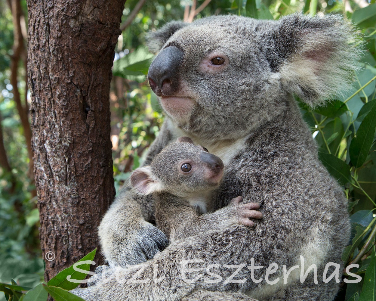 BABY KOALA Hugging MOM Photo Koala Bear Baby by BabyAnimalPrints