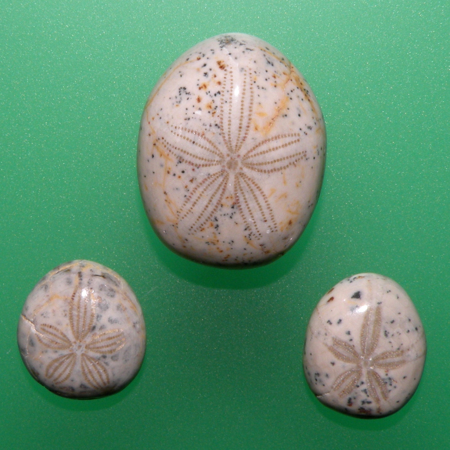 Fossil Sea Biscuit 100 Natural Hand Cut Cabochon by 49erMinerals