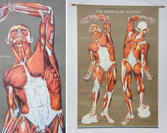 Vintage 1950's Frohse Muscular System Human Anatomy Wall