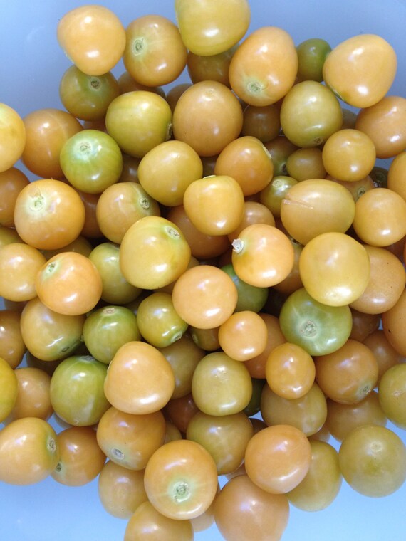 SALE Pineapple Ground Cherries Mollys Organically Grown