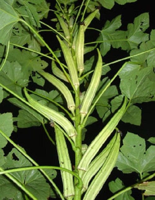 25 Dwarf Cowhorn Okra Seeds1157