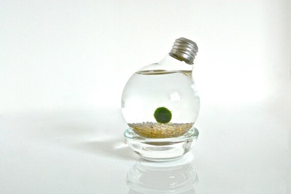 Marimo Moss Ball in a Repurposed Light Bulb Lightbulb Aqua