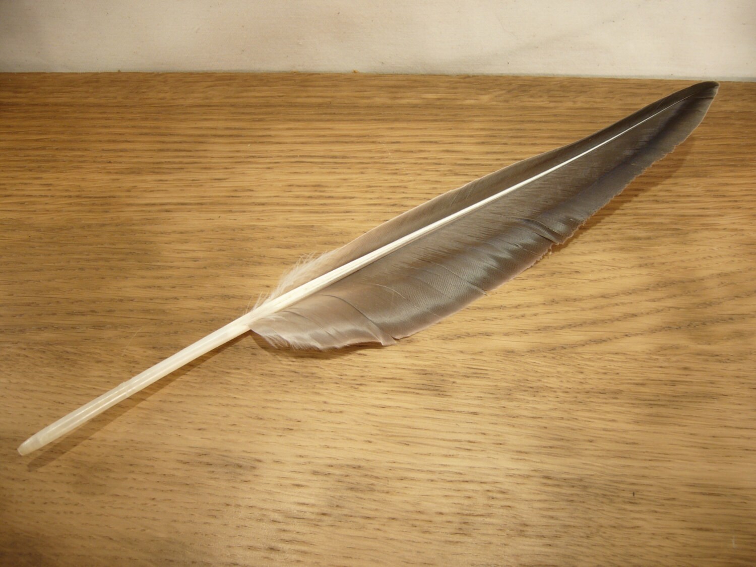 Natural goose quill feather primary feather from right wing