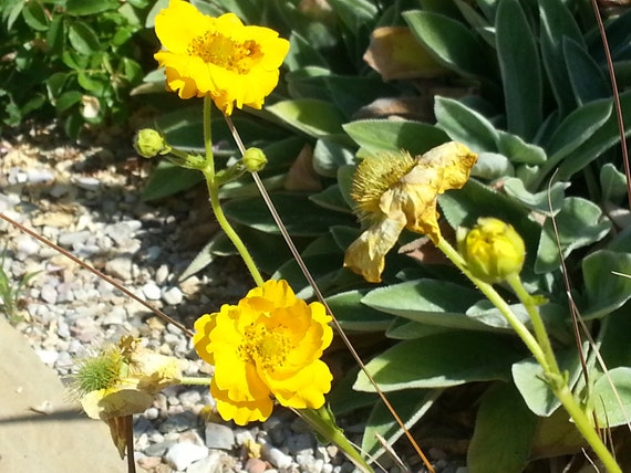 yellow geum flower seed perennial flower seeds yellow perennial plants full sun wildflower yellow geum flower seed perennial flower seeds yellow perennial plants full sun wildflower