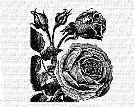 Download Roses Flowers Black and White Vintage Clip Art Illustrations