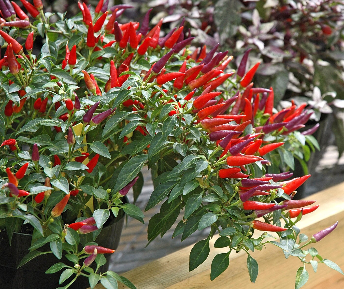 SANGRIA PEPPER SeedsEdible ORNAMENTAL Great in Pots and