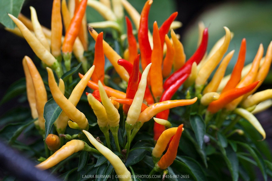 BIG SALE Flowers/Pepper MEDUSA Ornamental Pepper