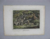 Samuel Howitt H/C Sporting Print, Does & Fawns, 1812