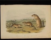 Antique Audubon Print 1854 Stone Lithograph Quad Octovo Mexican Marmot Squirrel